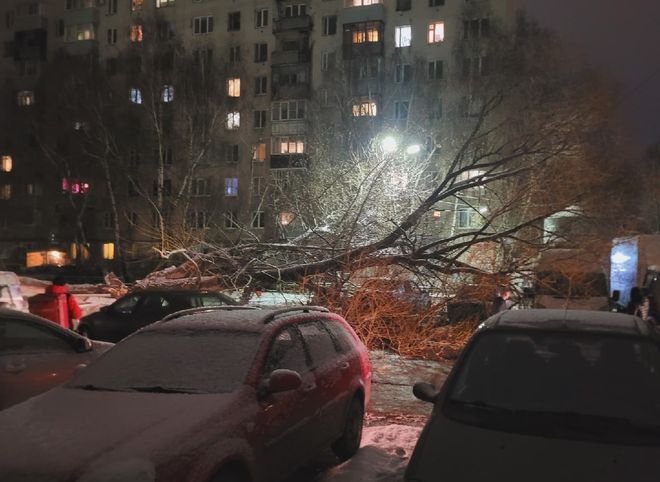 Рухнувшее в рязанском дворе дерево распилили