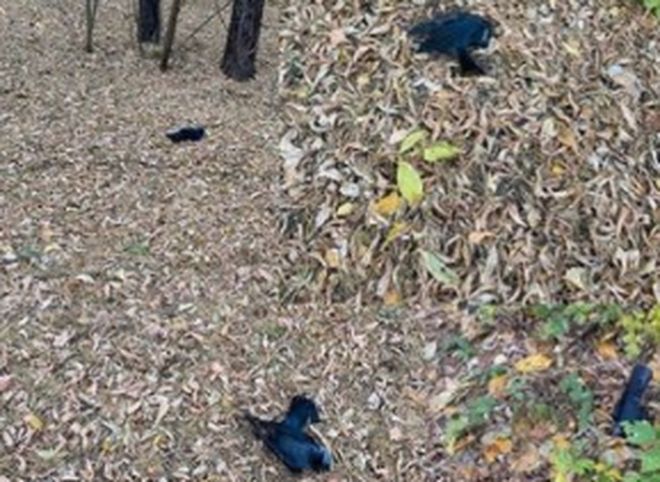 В Рязани вновь зафиксировали массовую гибель птиц
