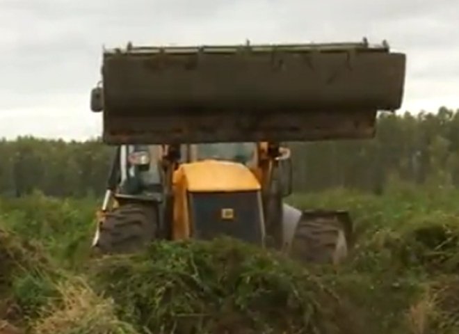 Во Владимирской области  уничтожили самую крупную в ЦФО плантацию конопли