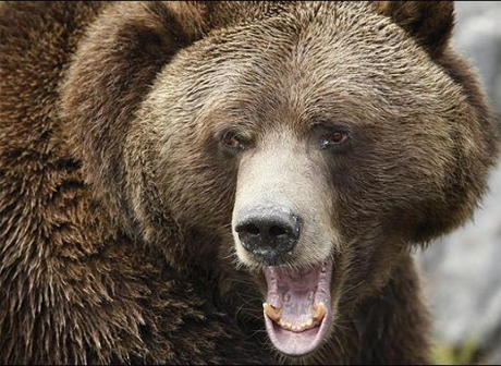 Медведь похитил из избушки охотника два ружья