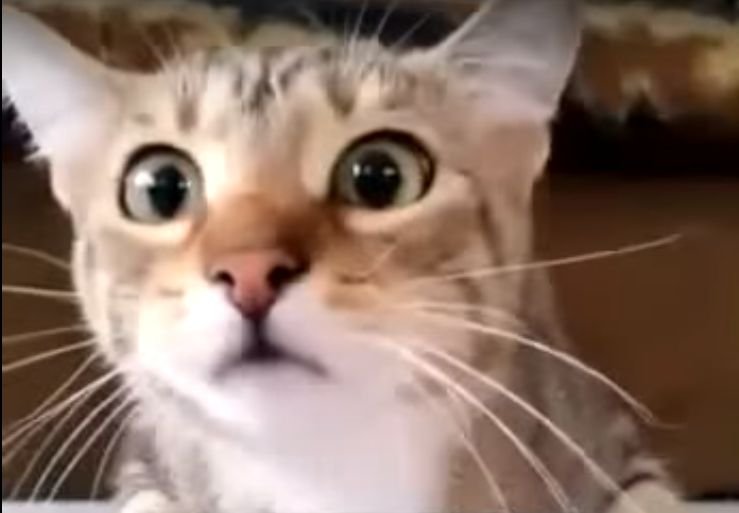 Кот, смотрящий фильм Хичкока, покорил интернет (видео)