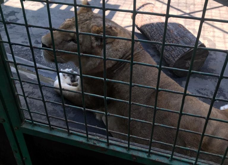 Прокуратура выявила в Рязанском цирке нарушения содержания животных