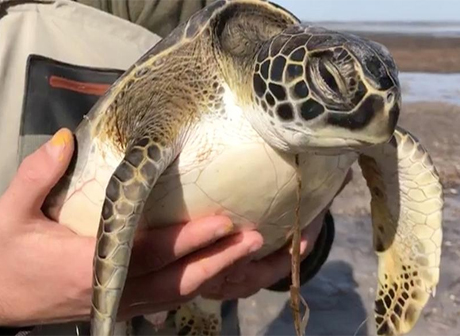 В Мексиканском заливе спасли 100 замерзающих черепах (видео)