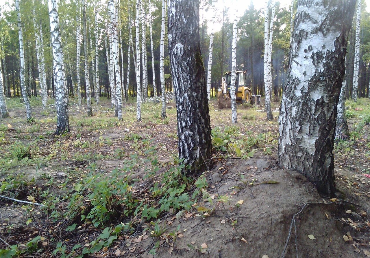 В березовой роще в Приокском вновь вырубают деревья — ЭРА