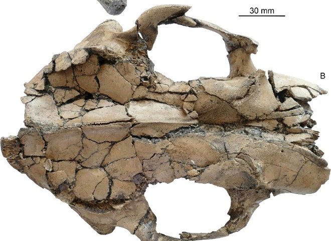 В Китае обнаружили останки гигантской выдры возрастом 6 млн лет
