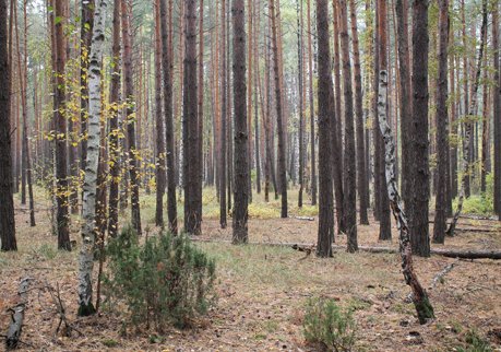 В Рязанской области высадят 18 млн сеянцев сосен