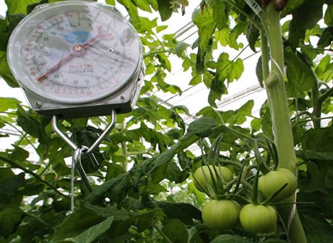 Рязанская область будет выращивать овощи совместно с итальянцами