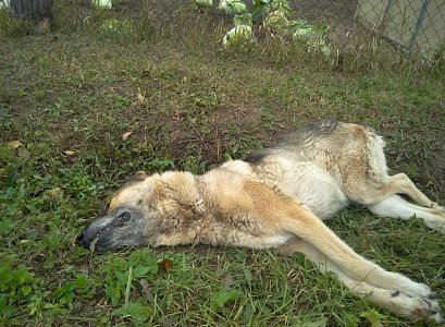 После гибели собаки в Путятинском районе полиция проводит проверку