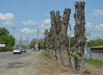 В Рязани сформируют дополнительную бригаду по сносу аварийных деревьев
