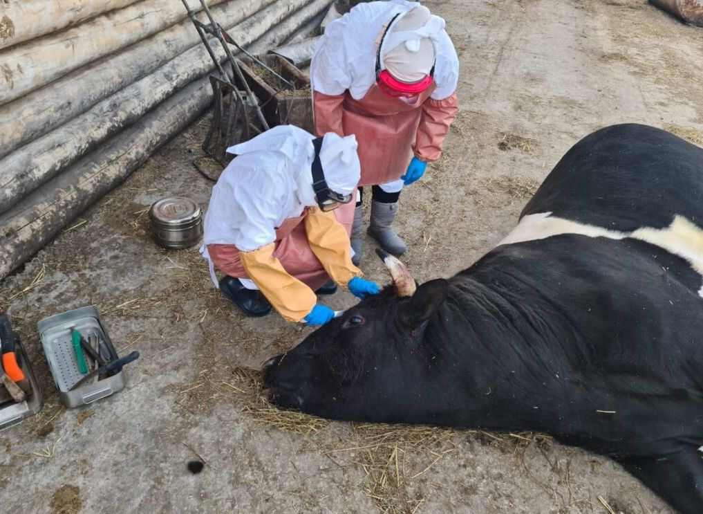 В Ульяновской области бык убил двух работников фермы