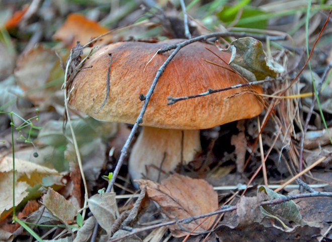 В Волгограде школьница насмерть отравилась грибами
