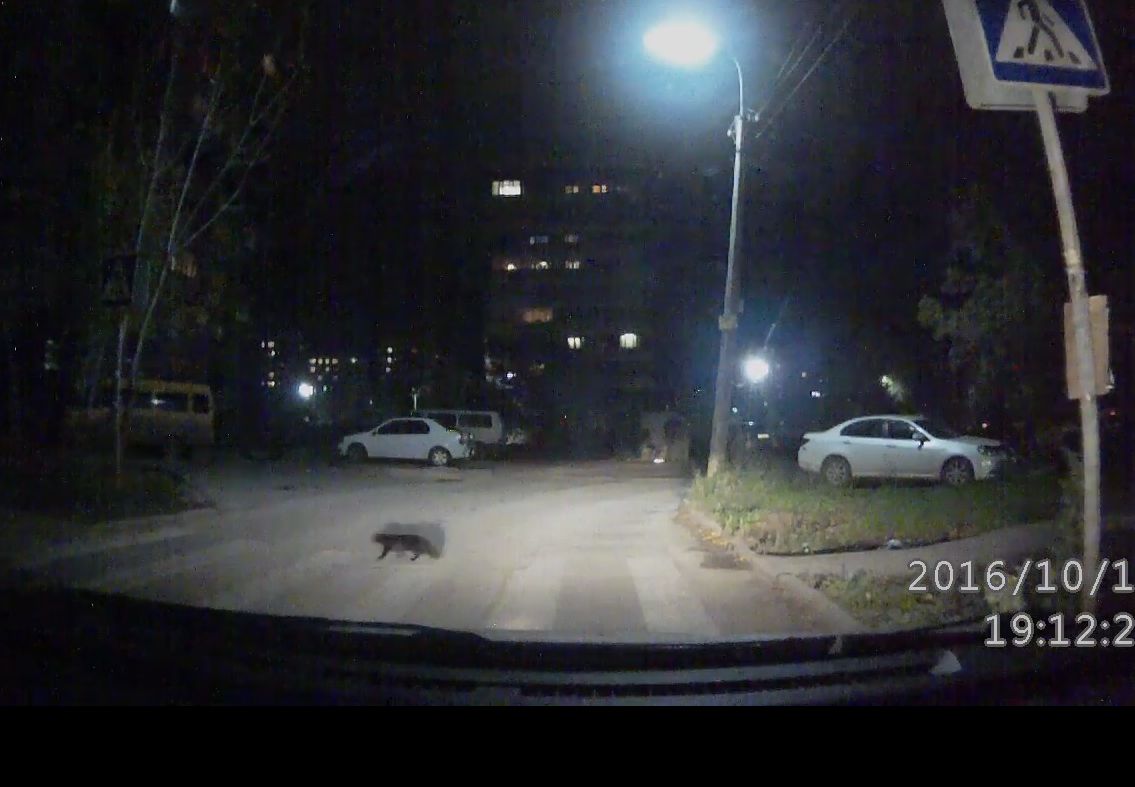 Видео: в Рязани вежливый водитель пропускает умного кота