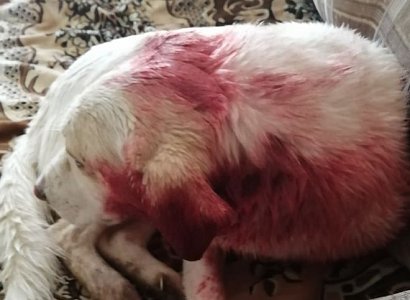 Полиция не стала возбуждать дело по факту стрельбы в собаку в Касимове