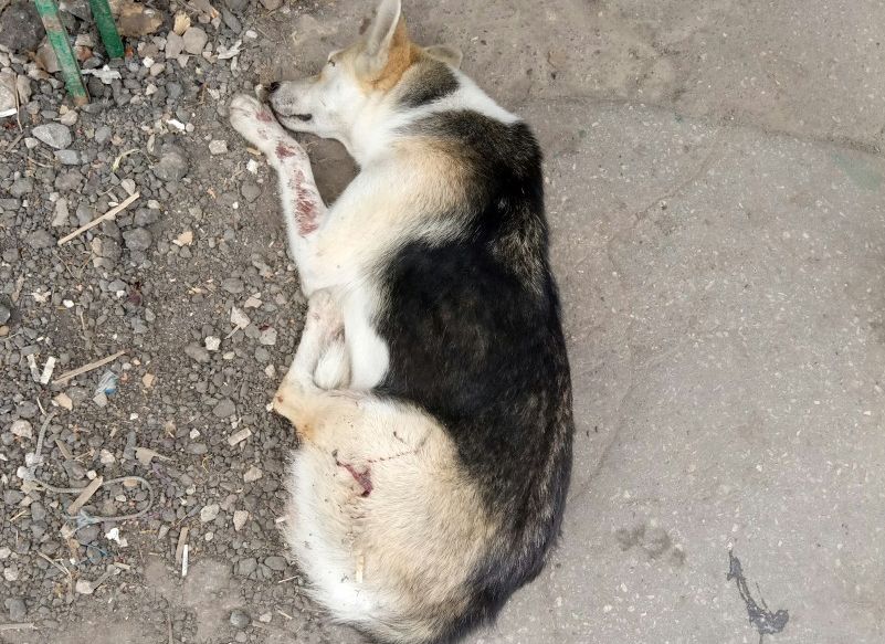 В Дашково-Песочне догхантер расстрелял собаку