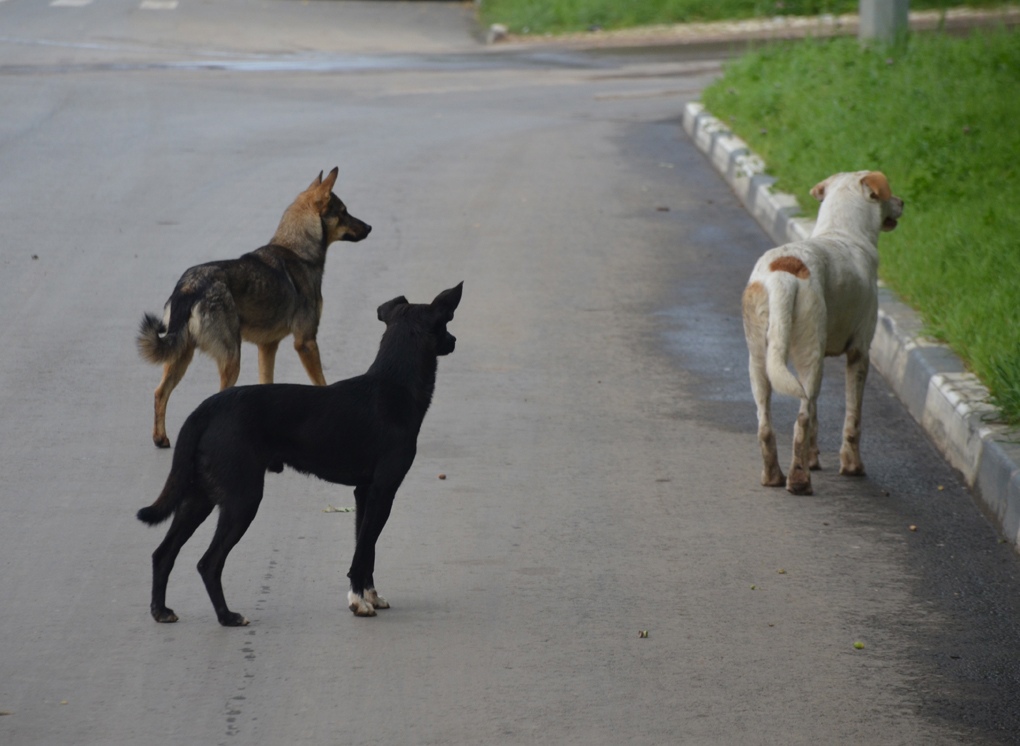 В Рязани пройдет согласованный пикет в защиту бездомных животных