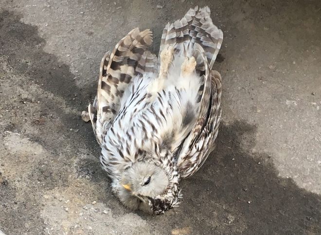 В Рязани нашли мертвую сову