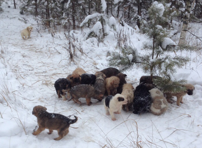 Рязанец, нашедший 20 щенков в лесу, попросил не переводить ему деньги