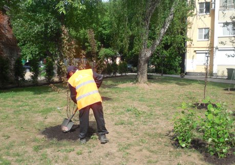 В Рязани посадили более 2,5 тысяч деревьев и кустарников