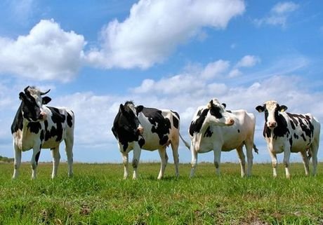 В Рязани производится 1000 тонн молока в сутки