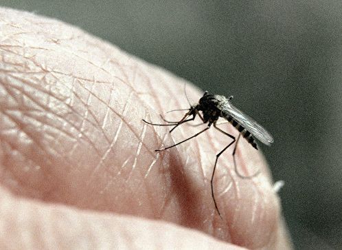 Ученые нашли способ избежать укусов комаров