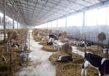 В Старожилове открыли комплекс на 900 коров