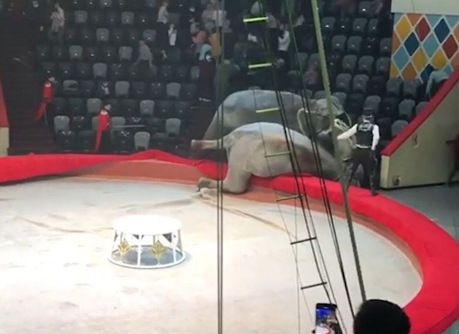 В Казани во время циркового представления подрались слоны
