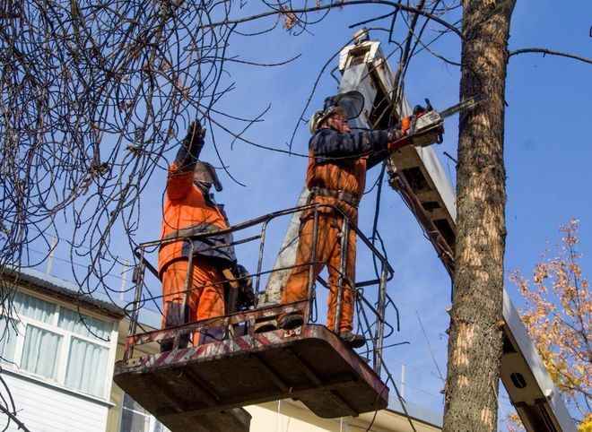 В Рязани проводится валка аварийных деревьев