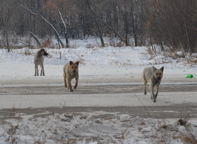 На содержание безнадзорных животных в Рязани направят более 14 млн рублей