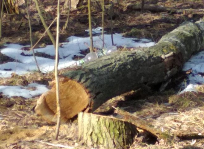 Мэрия: в Дягилеве вырубили деревья после обращения граждан