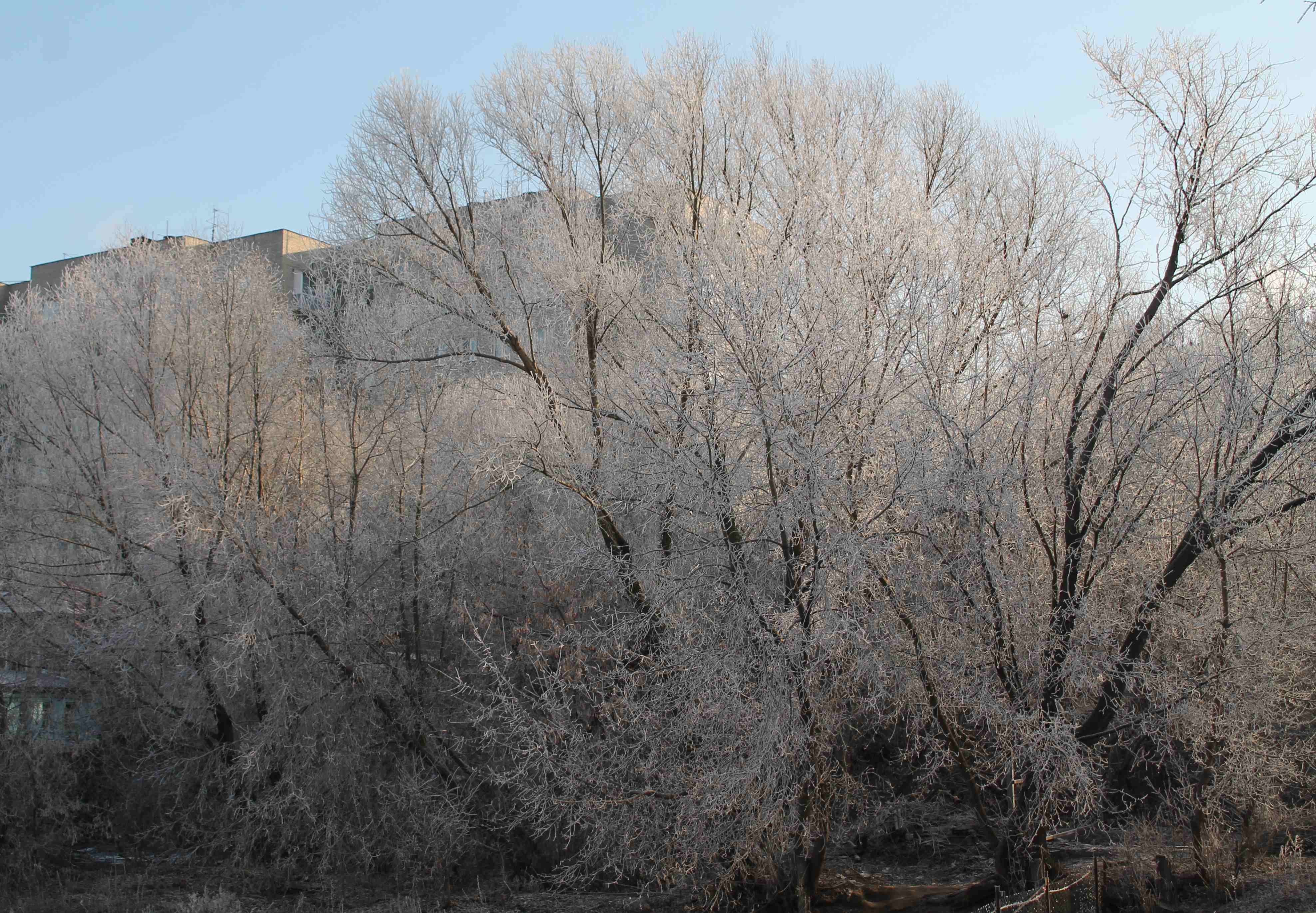 В ближайшие дни в Рязани ожидаются ночные заморозки