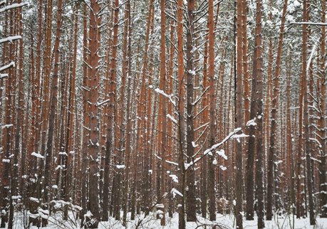 В Рязани сократились случаи незаконной вырубки леса
