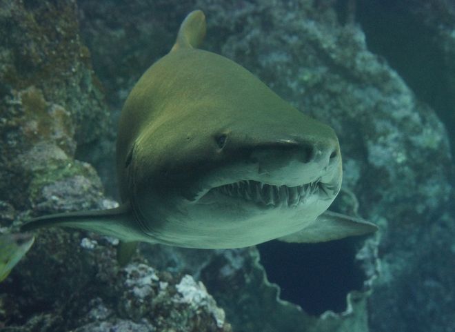 Под Рязанью нашли останки доисторических акул