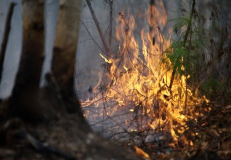 В Дубровичах загорелся лес