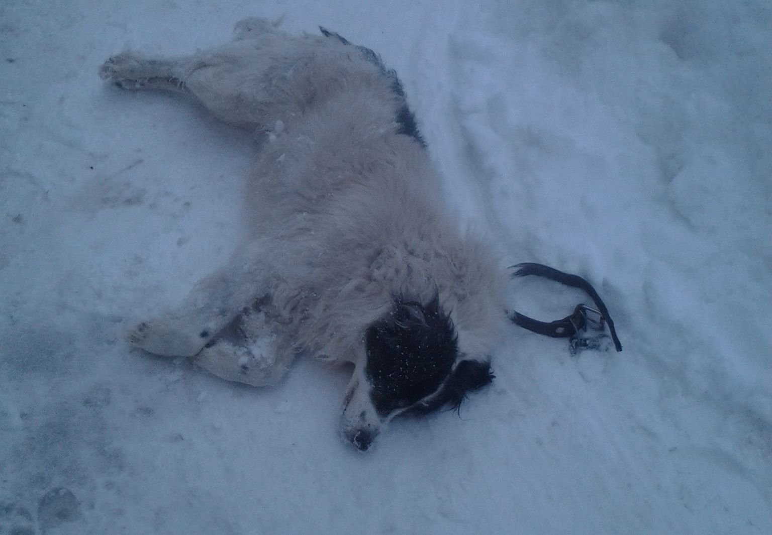 «Лайка» застрелила собаку, спасшую ребенка
