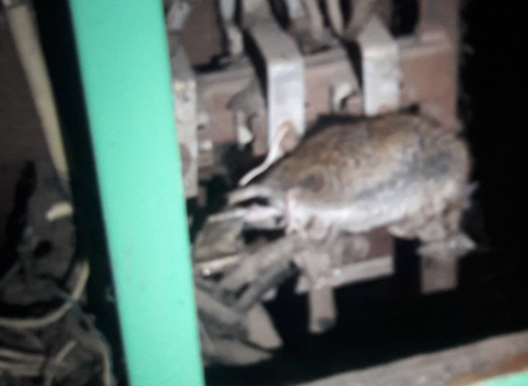 Крыса устроила задымление в подъезде рязанской многоэтажки