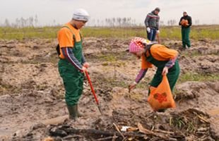 В Рязанской области посадили более 9 млн деревьев