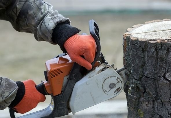 Рязанские полицейские пресекли незаконную рубку деревьев