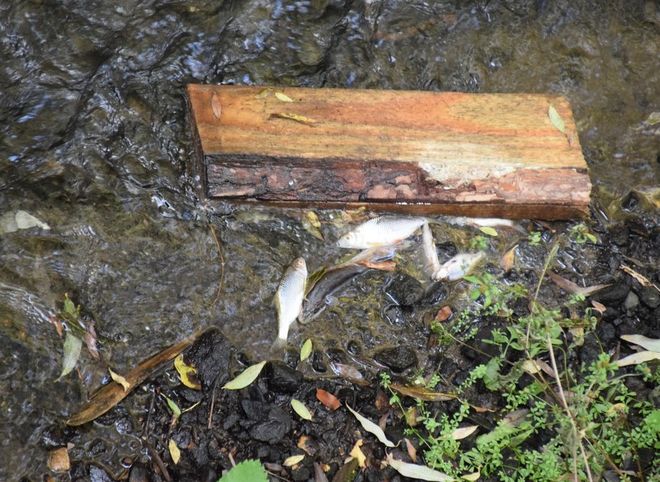 В рязанской речке Раке вновь обнаружили мертвую рыбу
