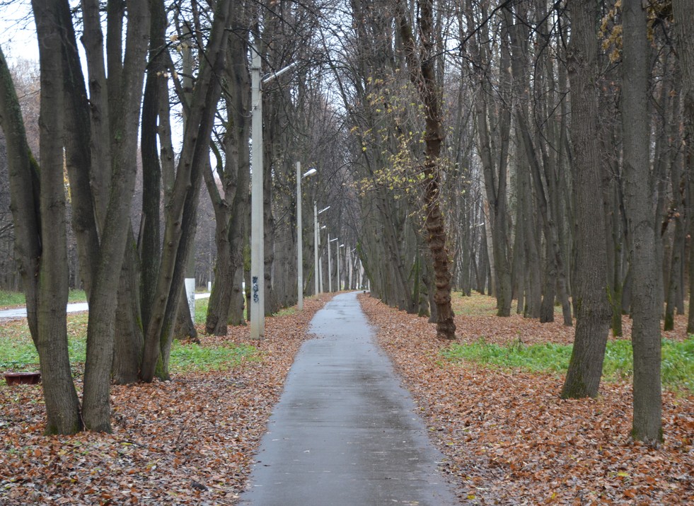 Лесопарк рязань фото сейчас