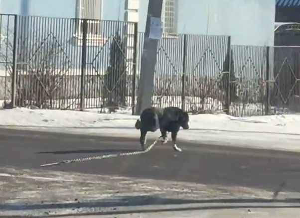 Видео: по Соколовке бегает цепной пес с пеной изо рта