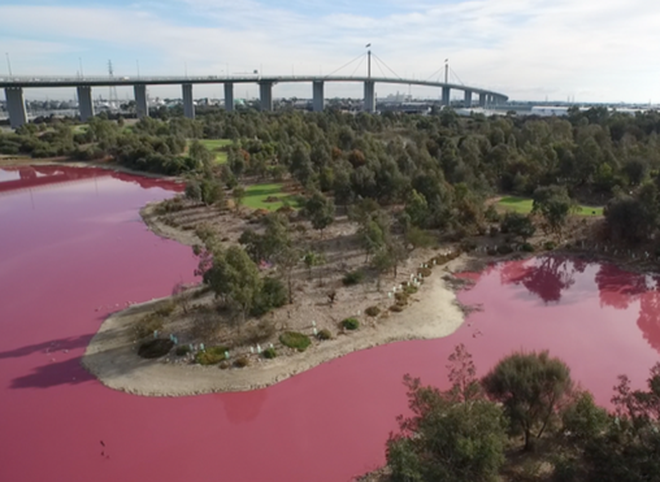 Фото: соленое озеро в Австралии стало розовым
