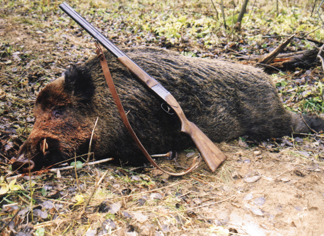 В Рязанской области отстрелят больше тысячи диких животных