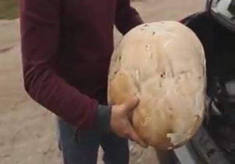 Видео найденного гигантского гриба появилось в Сети
