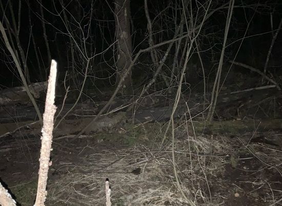 В лесу под Рязанью обнаружили останки человека