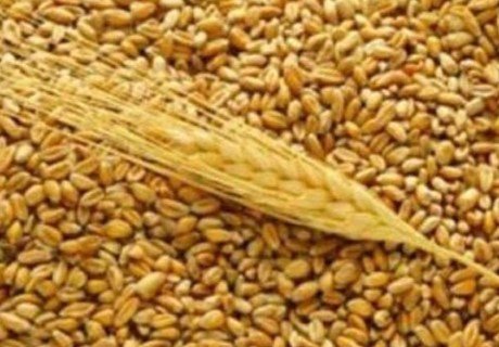 Минсельхоз изменит пошлину на пшеницу