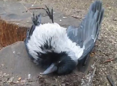 Управление ветеринарии прокомментировало массовую гибель птиц в Рязани