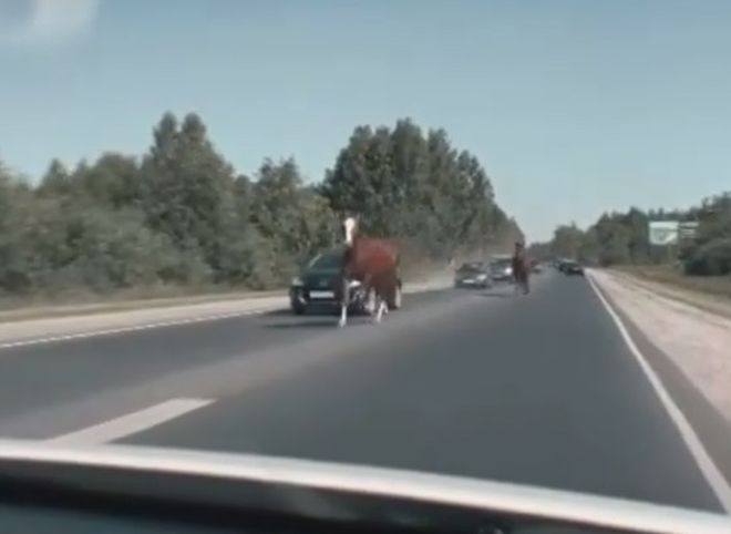 В районе Полян очевидцы засняли лошадей, выбежавших на дорогу