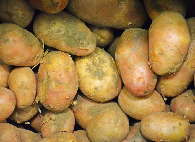 Рязанцев предупредили о раке картофеля