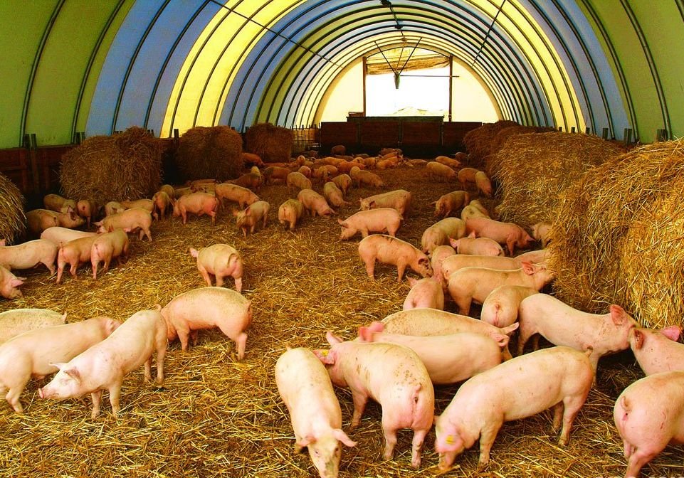 В Рязани производство свинины увеличилось на 20% за год