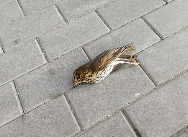 В Дашково-Песочне вновь обнаружили мертвую птицу